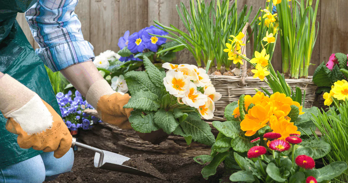 Flowering Plants to Brighten Up Your Home