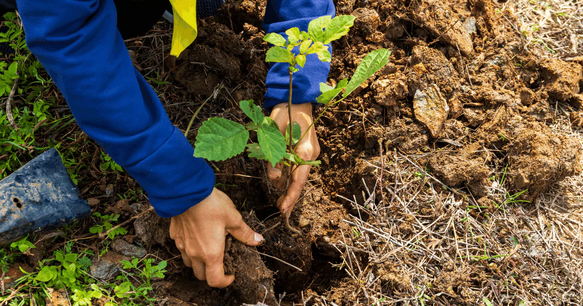 Sustainable Products for a Greener Home
